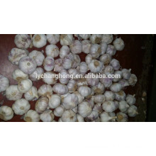 Normal White Garlic 5 cm with loose packing 10kg/ctn